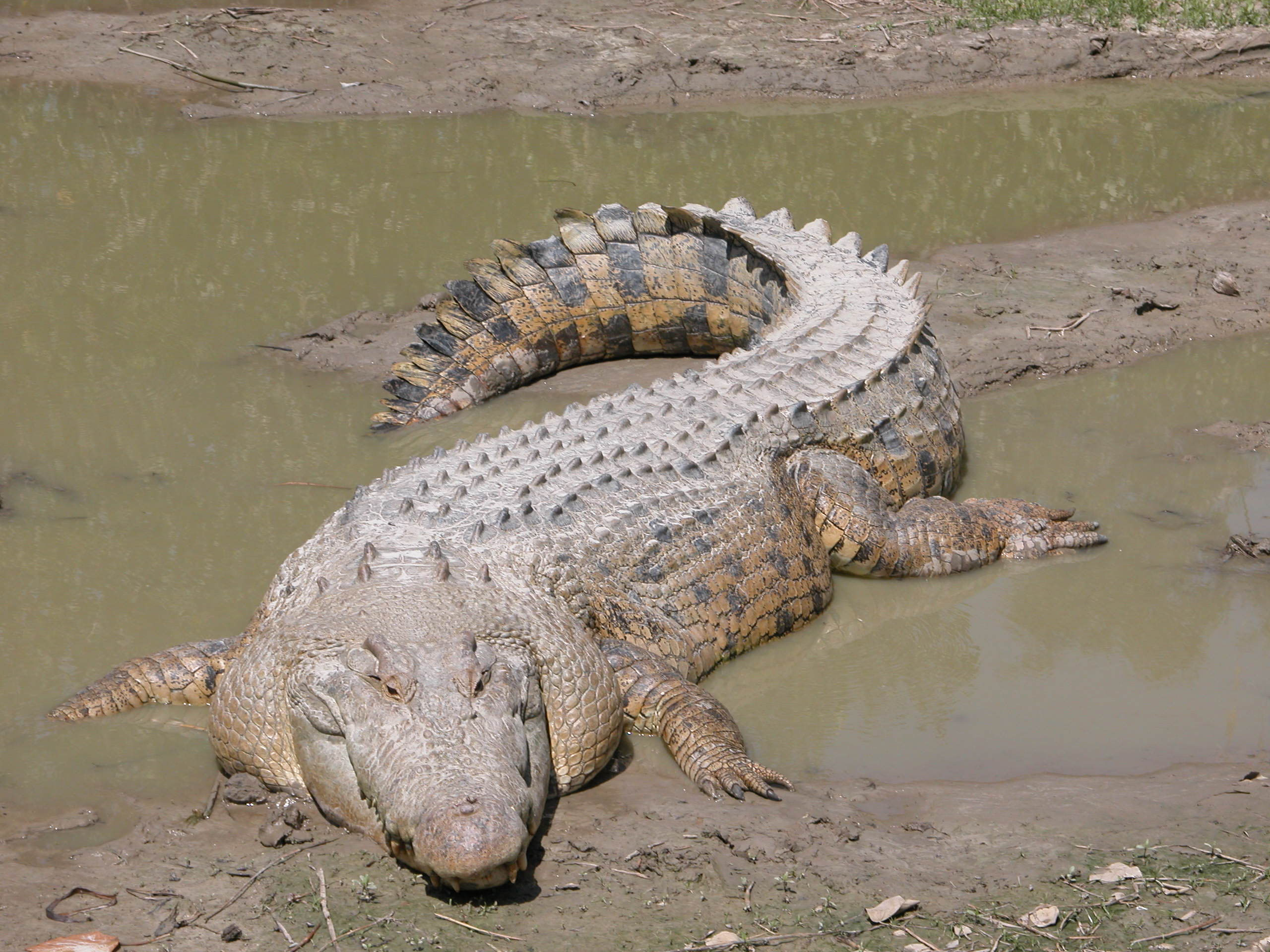 Crocodile.jpg